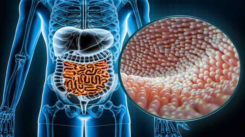 Memahami Peran Mikrobioma Usus bagi Kesehatan Pencernaan dan Imun – PAFI Paringin